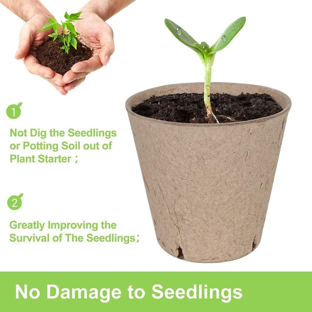 How to Grow an Avocado Seed