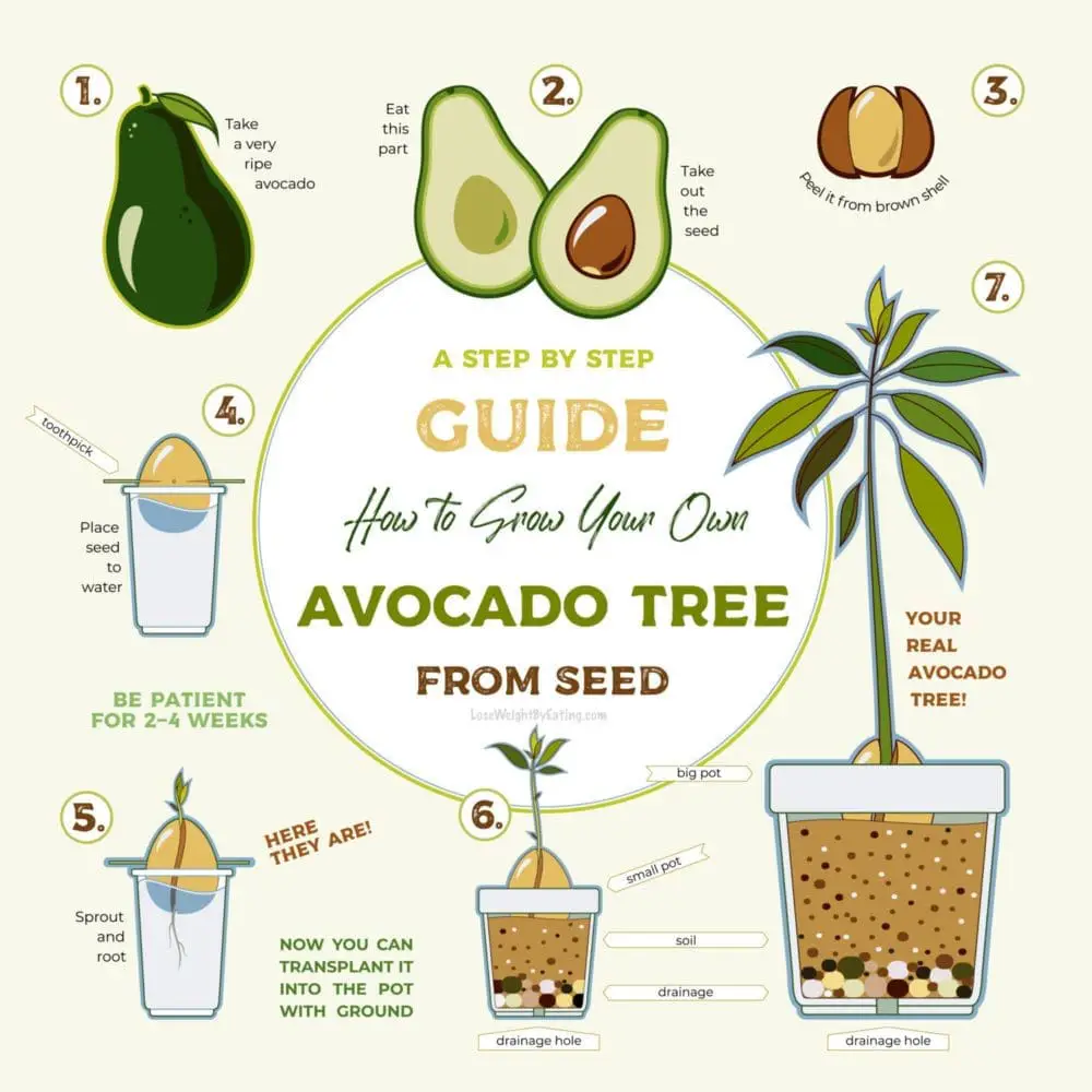 How to Grow an Avocado Seed